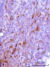 IHC staining of FFPE rat colon tissue with Cdc2 related protein kinase 2 antibody. HIER: boil tissue sections in pH8 EDTA for 20 min and allow to cool before testing.