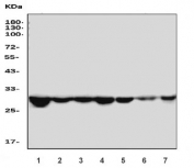 Western blot testing of 1) human Jurkat, 2) human HepG2, 3) human U-2 OS, 4) rat heart, 5) rat L6, 6) mouse heart and 7) mouse C2C12 cell lysate with Cdc2 related protein kinase 2 antibody. Predicted molecular weight: 30-33 kDa.