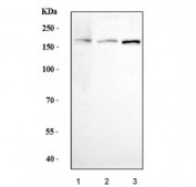 Western blot testing of 1) human HepG2, 2) rat brain and 3) mouse brain lysate with EREG1 antibody. Predicted molecular weight ~171 kDa.