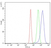 Flow cytometry testing of human U-87 MG cells with TRPV1 antibody at 1ug/million cells (blocked with goat sera); Red=cells alone, Green=isotype control, Blue= TRPV1 antibody.