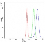 Flow cytometry testing of human U-87 MG cells with TRPV1 antibody at 1ug/million cells (blocked with goat sera); Red=cells alone, Green=isotype control, Blue= TRPV1 antibody.