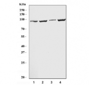 Western blot testing of 1) human 293T, 2) HepG2, 3) rat liver and 4) rat PC-12 cell lysate with TRPV1 antibody. Predicted molecular weight ~95 kDa.