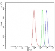 Flow cytometry testing of human HEL cells with CMKBRL1 antibody at 1ug/million cells (blocked with goat sera); Red=cells alone, Green=isotype control, Blue= CMKBRL1 antibody.