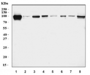 Western blot testing of 1) human HeLa, 2) human MCF7, 3) human Caco-2, 4) monkey COS-7, 5) rat kidney, 6) rat NRK, 7) mouse kidney ad 8) mouse NIH 3T3 cell lysate with DAB2 antibody. Predicted molecular weight ~82 kDa but isoforms may be observed at approx. 69-96 kDa.