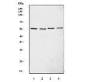 Western blot testing of 1) rat testis, 2) C6, 3) mouse testis and 4) mouse RAW264.7 cell lysate with DCT antibody. Predicted molecular weight ~59 kDa.
