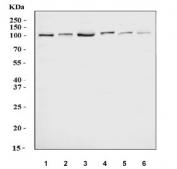 Western blot testing of 1) human HeLa, 2) human Jurkat, 3) human K562, 4) monkey COS-7, 5) rat liver and 6) rat heart lysate with DNMT3B antibody. Predicted molecular weight: 95 kDa.