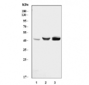 Western blot testing of human 1) Jurkat, 2) HeLa and 3) HCCT cell lysate with Caspase-9 antibody. Expected molecular weight: 45-50 kDa.