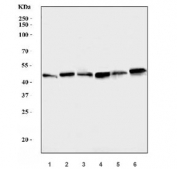 Western blot testing of 1) human 293T, 2) human SH-SY5Y, 3) rat lung, 4) rat brain, 5) rat spleen and 6) mouse brain lysate with E2F transcription factor 3 antibody. Predicted molecular weight: ~49 kDa but can also be observed from 56~66 kDa.