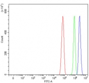 Flow cytometry testing of rat RH35 cells with Early growth response protein 1 antibody at 1ug/million cells (blocked with goat sera); Red=cells alone, Green=isotype control, Blue= Early growth response protein 1 antibody.