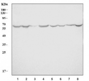 Western blot testing of 1) human K562, 2) human MCF-7, 3) human U-937, 4) human Jurkat, 5) rat brain, 6) rat PC-12, 7) mouse brain and 8) mouse RAW264.7 cell lysate with Early growth response protein 1 antibody. Predicted molecular weight: 57 kDa (monomer), ~110 kDa (cytoplasmic dimer), ~75 kDa (nuclear dimer).