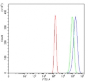 Flow cytometry testing of human U-2 OS cells with eIF-3 p48 antibody at 1ug/million cells (blocked with goat sera); Red=cells alone, Green=isotype control, Blue= eIF-3 p48 antibody.