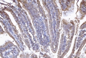 IHC staining of FFPE mouse colon tissue with Eukaryotic translation initiation factor 5A-1 antibody. HIER: boil tissue sections in pH8 EDTA for 20 min and allow to cool before testing.