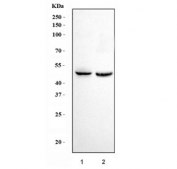 Western blot testing of human 1) HeLa and 2) U-87 MG cell lysate with ENO1 antibody. Predicted molecular weight ~47 kDa.