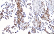 IHC staining of FFPE human placental tissue with PC-1 antibody. HIER: boil tissue sections in pH8 EDTA for 20 min and allow to cool before testing.