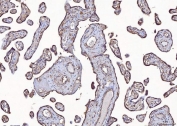 IHC staining of FFPE human placental tissue with Eph receptor A3 antibody. HIER: boil tissue sections in pH8 EDTA for 20 min and allow to cool before testing.