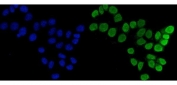 Immunofluorescent staining of FFPE human MCF7 cells with Flap endonuclease 1 antibody (green) and DAPI nuclear stain (blue). HIER: steam section in pH6 citrate buffer for 20 min.