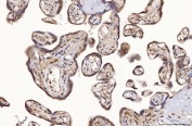 IHC staining of FFPE human placental tissue with FIS1 antibody. HIER: boil tissue sections in pH8 EDTA for 20 min and allow to cool before testing.
