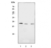 Western blot testing of human 1) HeLa, 2) Raji and 3) Caco-2 cell lysate with FIS1 antibody. Predicted molecular weight ~17 kDa.
