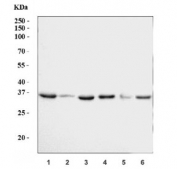 Western blot testing of 1) rat brain, 2) rat liver, 3) rat PC-12, 4) mouse brain, 5) mouse liver and 6) mouse NIH 3T3 cell lysate with GAPDH antibody. Predicted molecular weight ~36 kDa.