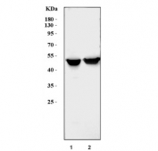 Western blot testing of 1) rat PC-12 and 2) mouse RAW264.7 cell lysate with TGR5 antibody. Predicted molecular weight: 35-50 kDa depending on glycosylation level.