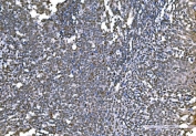 IHC staining of FFPE human tonsil tissue with H1F0 antibody. HIER: boil tissue sections in pH8 EDTA for 20 min and allow to cool before testing.