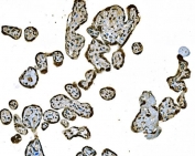 IHC staining of FFPE human placental tissue with H1F0 antibody. HIER: boil tissue sections in pH8 EDTA for 20 min and allow to cool before testing.