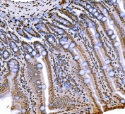 IHC staining of FFPE mouse colon tissue with H1F0 antibody. HIER: boil tissue sections in pH8 EDTA for 20 min and allow to cool before testing.
