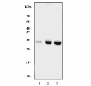 Western blot testing of human 1) U-2 OS, 2) PC-3 and 3) HepG2 cell lysate with H1F0 antibody. Predicted molecular weight ~20 kDa but can be observed at up to ~30 kDa.
