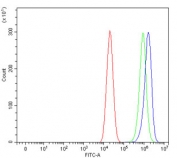 Flow cytometry testing of human Caco-2 cells with Homogentisate 1,2-dioxygenase antibody at 1ug/million cells (blocked with goat sera); Red=cells alone, Green=isotype control, Blue= Homogentisate 1,2-dioxygenase antibody.