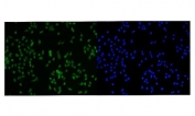 Immunofluorescent staining of FFPE human Caco-2 cells with PRMT3 antibody (green) and DAPI nuclear stain (blue). HIER: steam section in pH6 citrate buffer for 20 min.