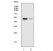 Western blot testing of 1) human HepG2 and 2) rat liver lysate with HNF4A antibody. Predicted molecular weight ~50 kDa.