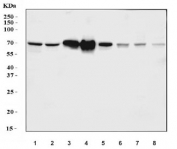 Western blot testing of 1) human HepG2, 2) human HCCT, 3) human HCCP, 4) human placenta, 5) rat liver, 6) rat RH35, 7) mouse liver and 8) mouse HEPA1-6 cell lysate with HPX antibody. Predicted molecular weight: 52-75 kDa depending on glycosylation level.