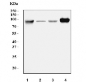 Western blot testing of human 1) Raji, 2) HeLa, 3) K562 and 4) HepG2 cell lysate with Intercellular adhesion molecule 1 antibody. Predicted molecular weight: ~58 kDa (unmodified), 75-115 kDa (glycosylated).