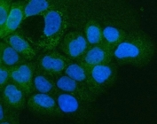 Immunofluorescent staining of FFPE human A431 cells with Integrin alpha 3 antibody (green) and DAPI nuclear stain (blue). HIER: steam section in pH6 citrate buffer for 20 min.