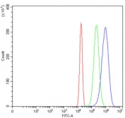 Flow cytometry testing of human U-2 OS cells with c-Jun antibody at 1ug/million cells (blocked with goat sera); Red=cells alone, Green=isotype control, Blue= c-Jun antibody.