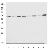 Western blot testing of 1) human HeLa, 2) human A431, 3) human HepG2, 4) human Jurkat, 5) rat brain, 6) rat thymus, 7) mouse brain and 8) mouse thymus tissue lysate with SHC transforming protein 1 antibody. Predicted molecular weight ~63 kDa.