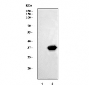 Western blot testing of human 1) Jurkat and 2) Raji cell lysate with CD20 antibody. Predicted molecular weight ~33 kDa.