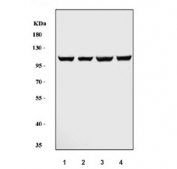 Western blot testing of human 1) HeLa, 2) MCF7, 3) A459 and 4) COLO-320 cell lysate with MSH2 antibody. Expected molecular weight ~105 kDa.