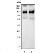 Western blot testing of mouse 1) RAW264.7 and 2) ANA-1 cell lysate with Cd204 antibody. Predicted molecular weight ~50 kDa but may be observed at higher molecular weights due to glycosylation.