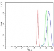 Flow cytometry testing of human U-87 MG cells with COX2 antibody at 1ug/million cells (blocked with goat sera); Red=cells alone, Green=isotype control, Blue= COX2 antibody.