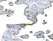 IHC staining of FFPE human placental tissue with CD101 antibody. HIER: boil tissue sections in pH8 EDTA for 20 min and allow to cool before testing.