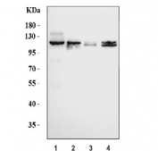 Western blot testing of 1) human PC-3, 2) human U-87 MG, 3) rat brain and 4) rat C6 cell lysate with Neuropilin 1 antibody. Expected molecular weight: 102-130 kDa.