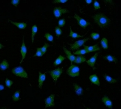 Immunofluorescent staining of FFPE human A549 cells with Neuropilin 1 antibody (green) and DAPI nuclear stain (blue). HIER: steam section in pH6 citrate buffer for 20 min.