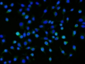 Immunofluorescent staining of FFPE human A549 cells with NRP1 antibody (green) and DAPI nuclear stain (blue). HIER: steam section in pH6 citrate buffer for 20 min.
