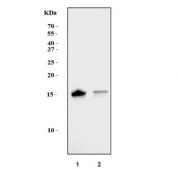 Western blot testing of human 1) K562 and 2) HeLa cell lysate with Interferon-induced transmembrane protein 1 antibody. Predicted molecular weight ~17 kDa.