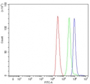 Flow cytometry testing of human ThP-1 cells with PALB2 antibody at 1ug/million cells (blocked with goat sera); Red=cells alone, Green=isotype control, Blue= PALB2 antibody.