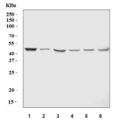 Western blot testing of 1) human U-251, 2) human SH-SY5Y, 3) rat brain, 4) rat C6, 5) mouse brain and 6) mouse NIH 3T3 cell lysate with ZIC1 antibody. Predicted molecular weight ~48 kDa.