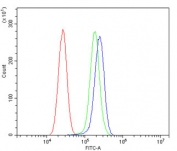 Flow cytometry testing of human U-87 MG cells with ERp57 antibody at 1ug/million cells (blocked with goat sera); Red=cells alone, Green=isotype control, Blue= ERp57 antibody.