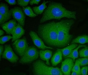 Immunofluorescent staining of FFPE human HepG2 cells with PDIA6 antibody (green) and DAPI nuclear stain (blue). HIER: steam section in pH6 citrate buffer for 20 min.