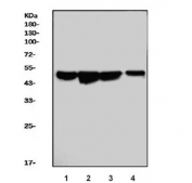 Western blot testing of 1) human K562, 2) human HepG2, 3) human HT1080 and 4) monkey COS-7 cell lysate with PDIA6 antibody. Predicted molecular weight ~48 kDa.